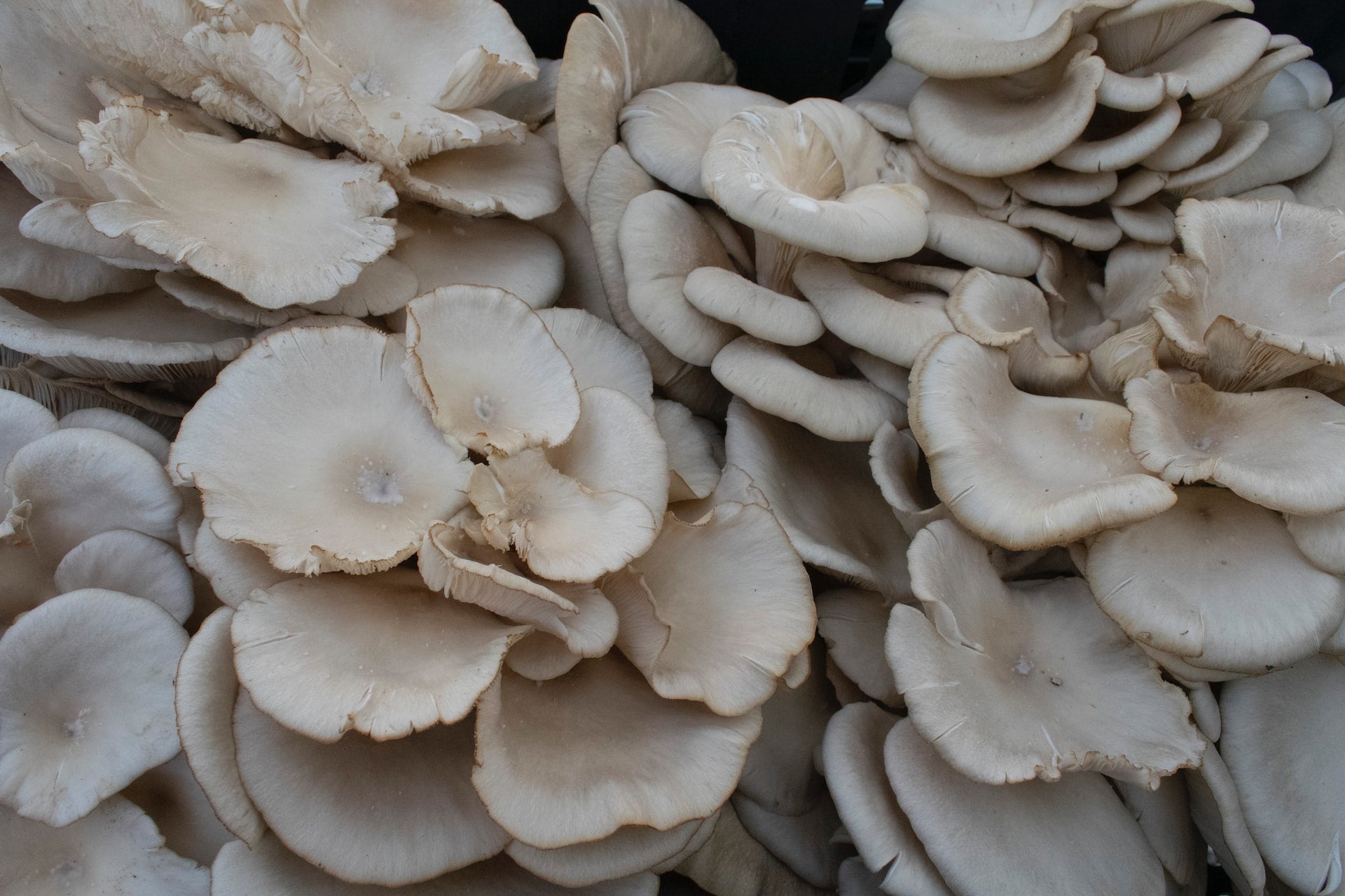 Best Wood Species for Growing Mushrooms: Ultimate Guide