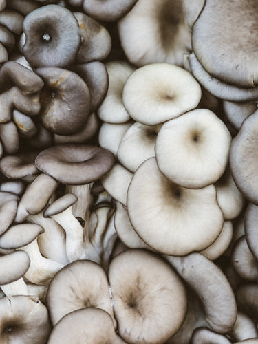 Guide to Oyster Mushrooms