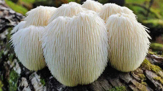 Does Lion's Mane improve focus and mental clarity?