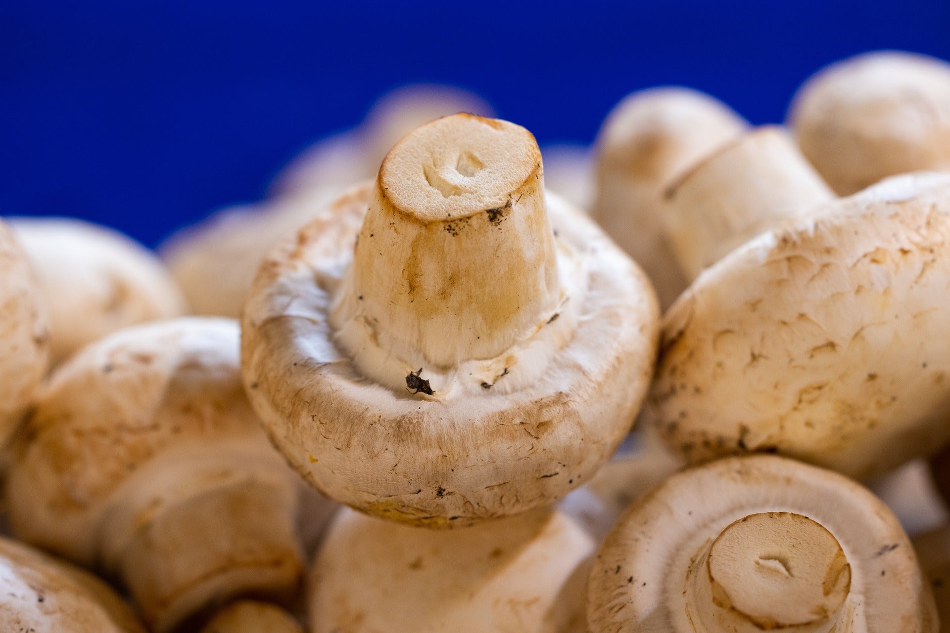 White Fuzz on Mushroom stem - Safe to eat or should I throw it away? 