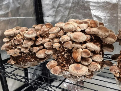 A ready-to-fruit mushroom substrate block with Shiitake mushrooms