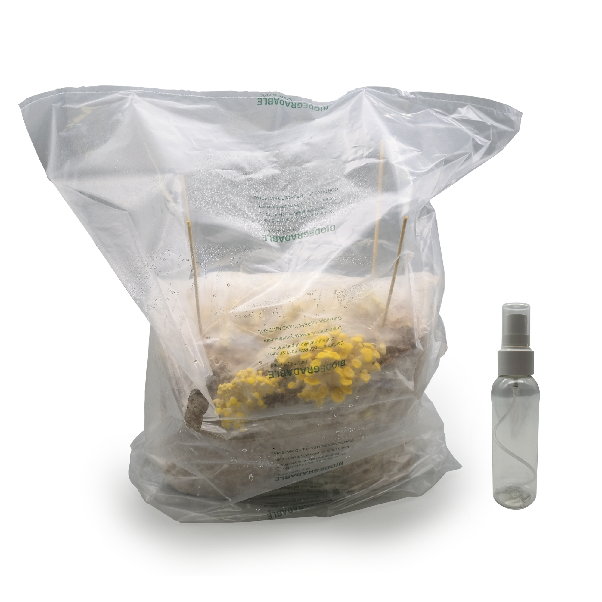 mushroom kit
