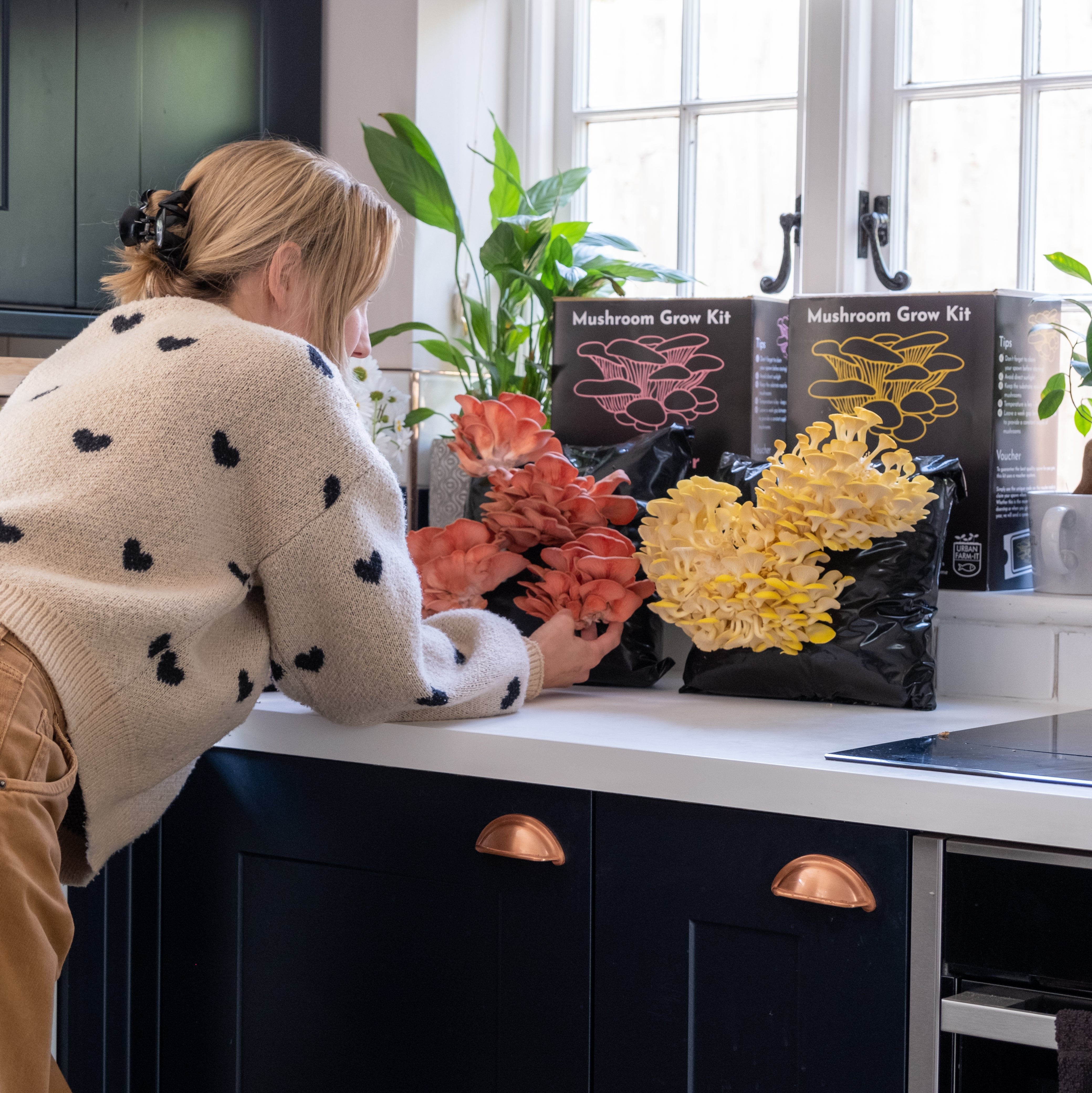 Oyster Mushroom Growing Kit Full Set