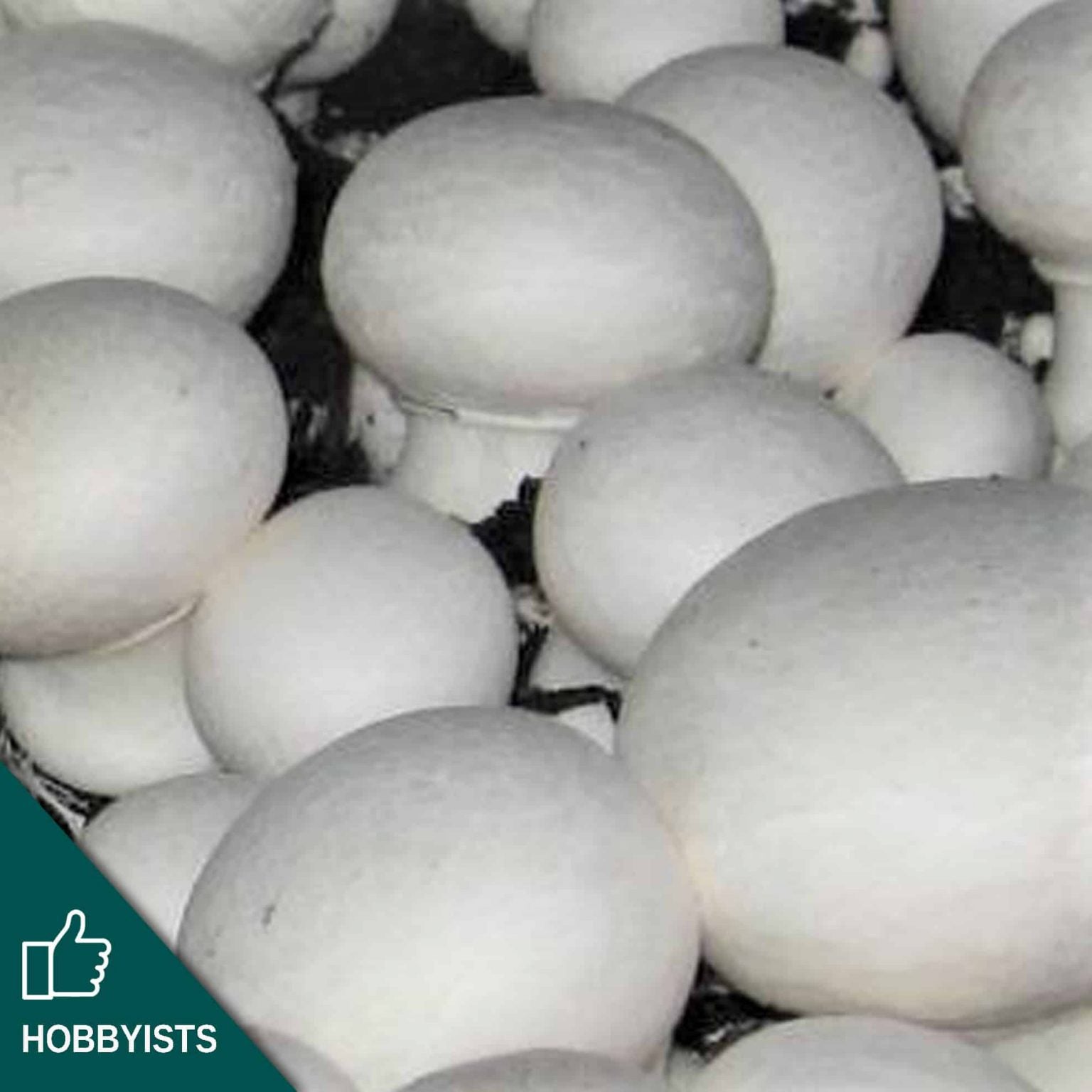 Button Mushroom Grain Spawn