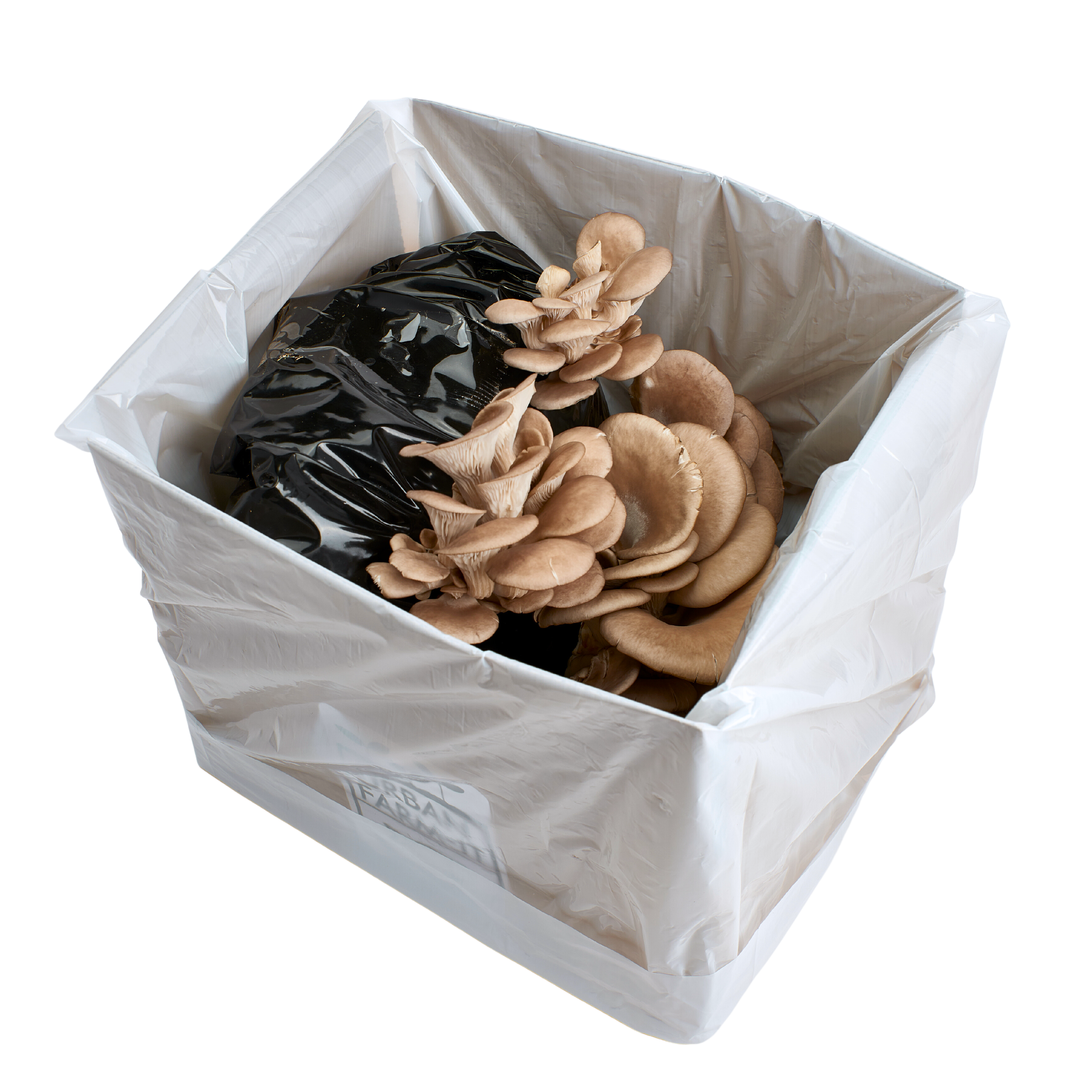 Blue-Grey Oyster Mushroom Growing Kit