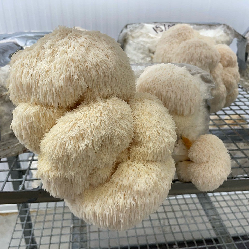 Fruiting Block - Large Pallet