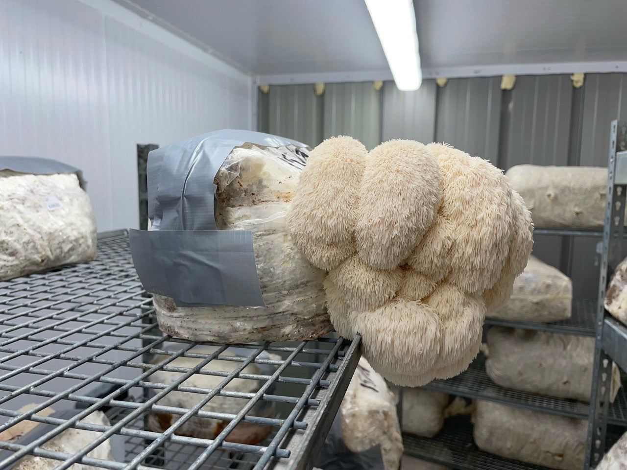 Lion's Mane Mushroom Fruiting Block