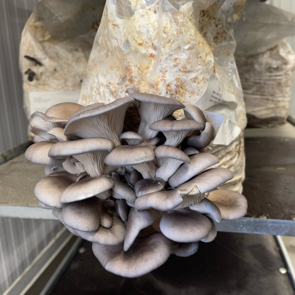 Fruiting Block - Small Pallet