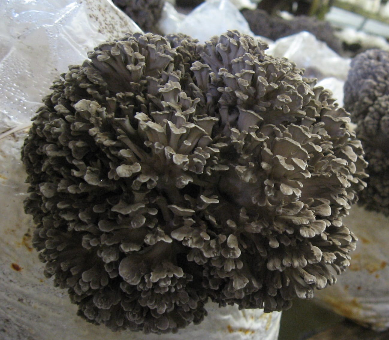 Maitake Mushroom Plug Spawn (Hen of the Woods)