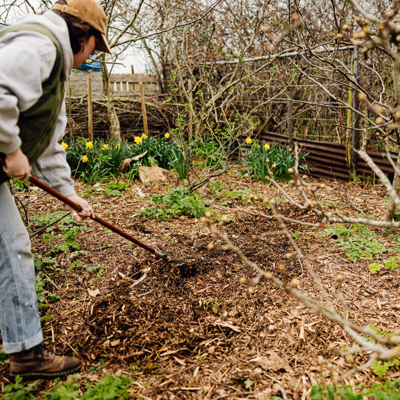 Wine Cap Bed Grow Bundle