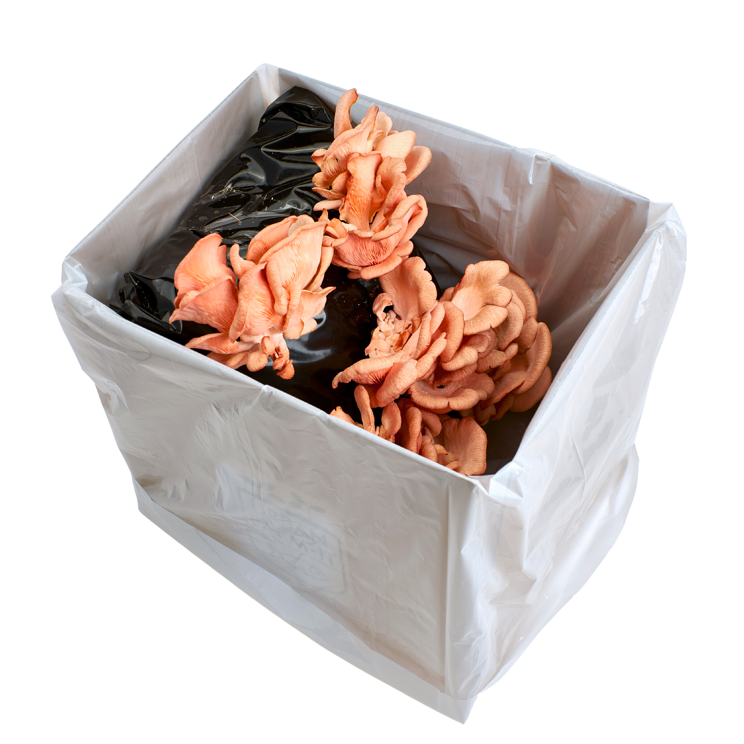 Pink Oyster Mushroom Growing Kit