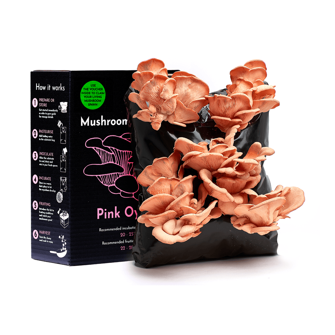 Pink Oyster Mushroom Growing Kit
