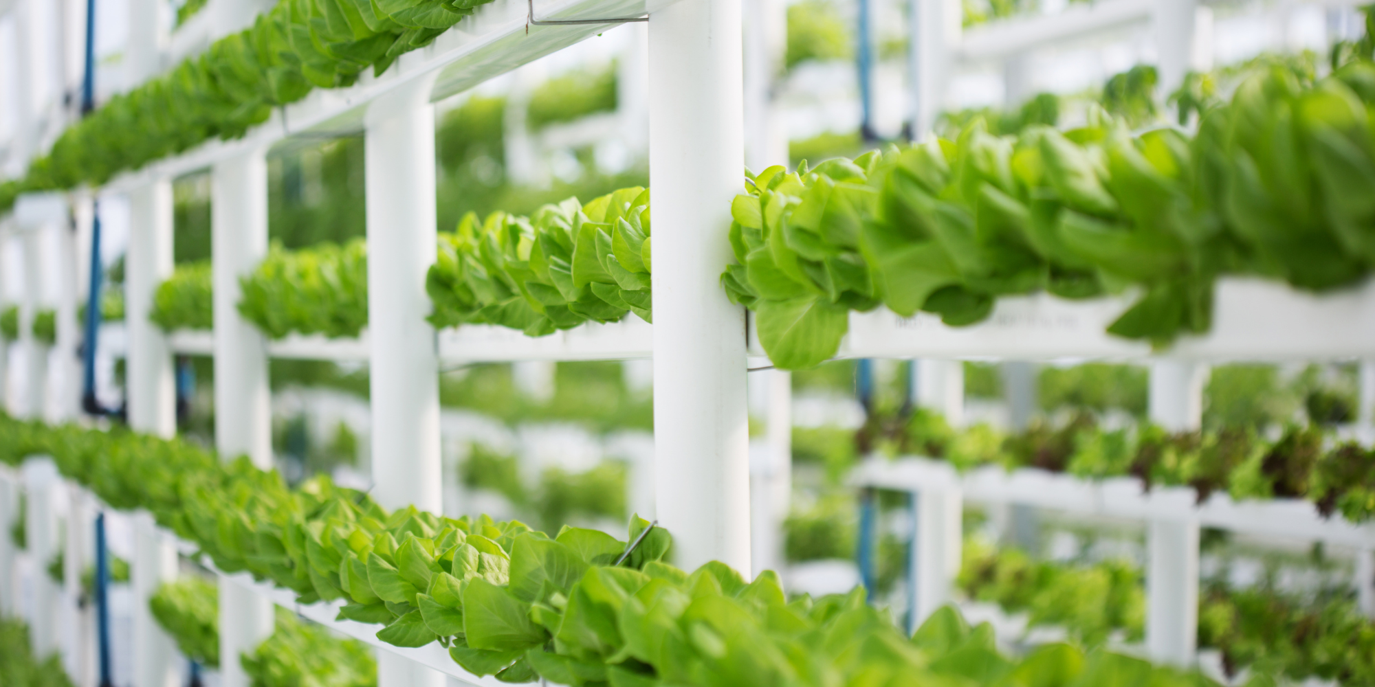 hydroponic consultancy