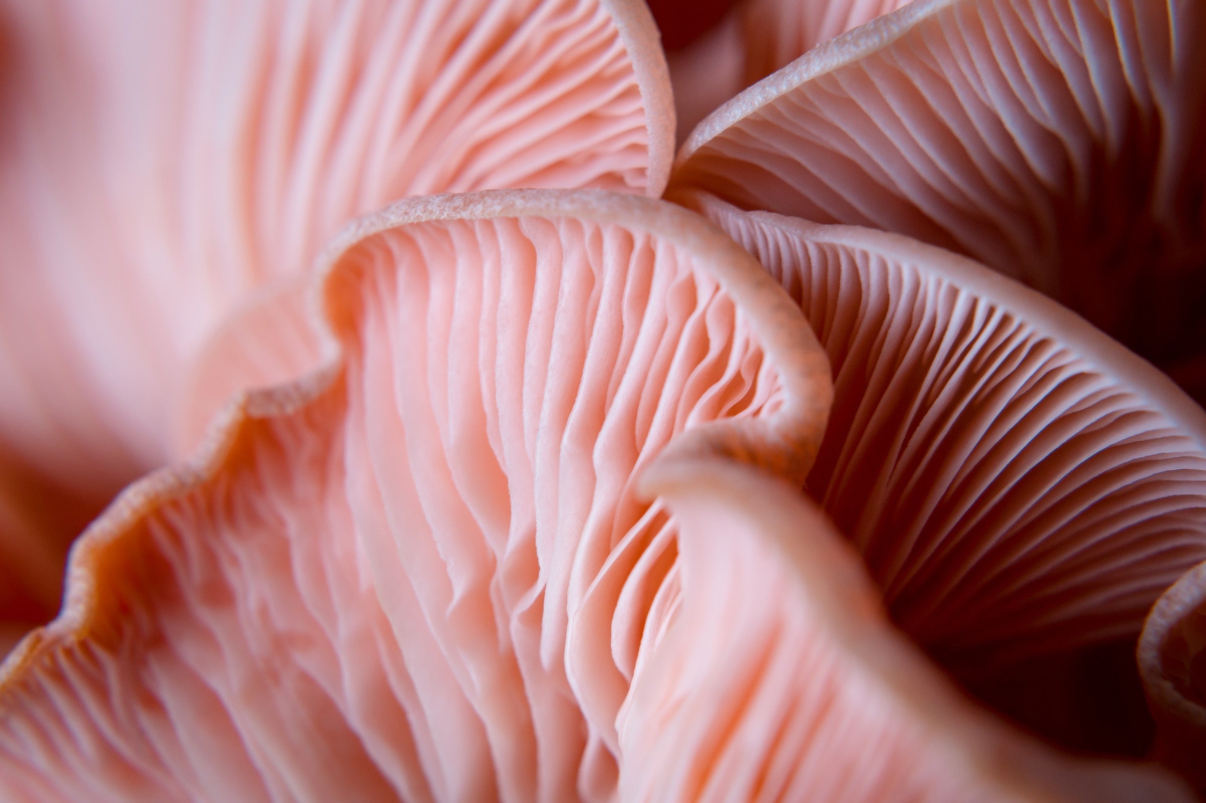 mushrooms