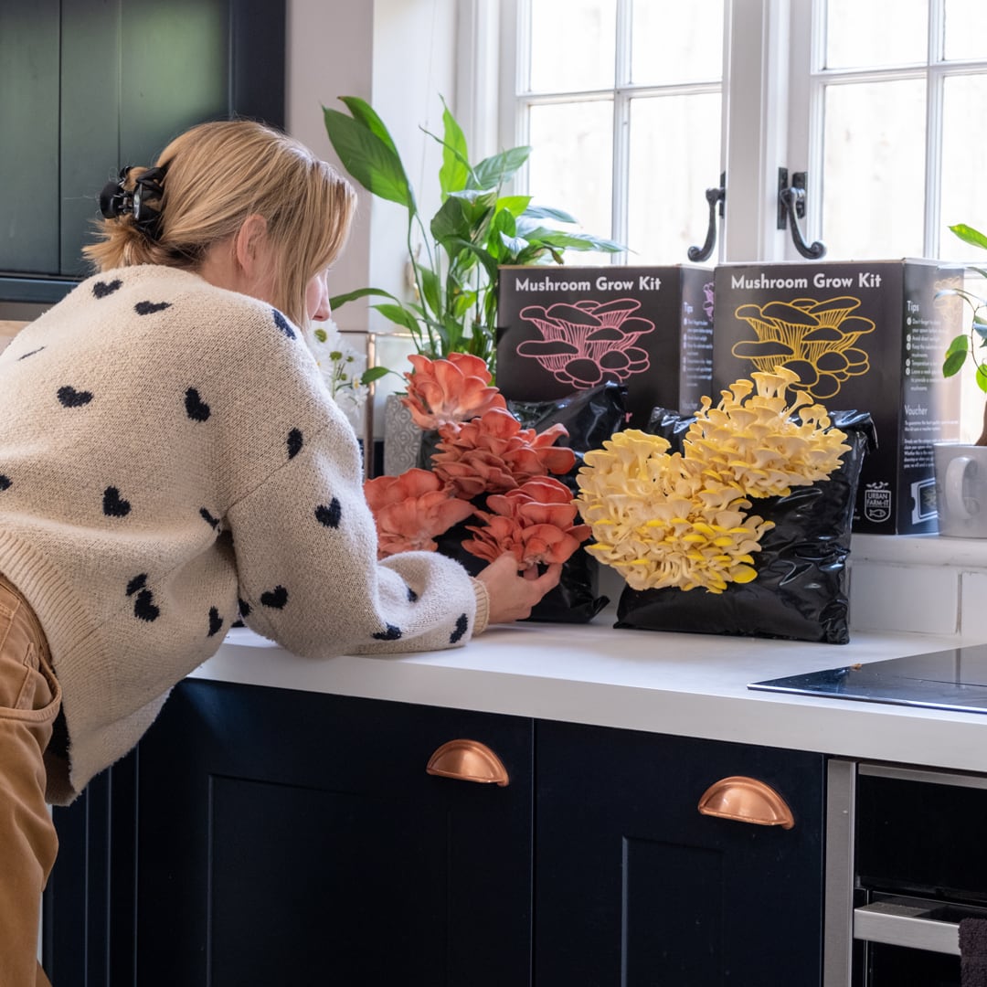 Yellow-Gold Oyster Mushroom Growing Kit