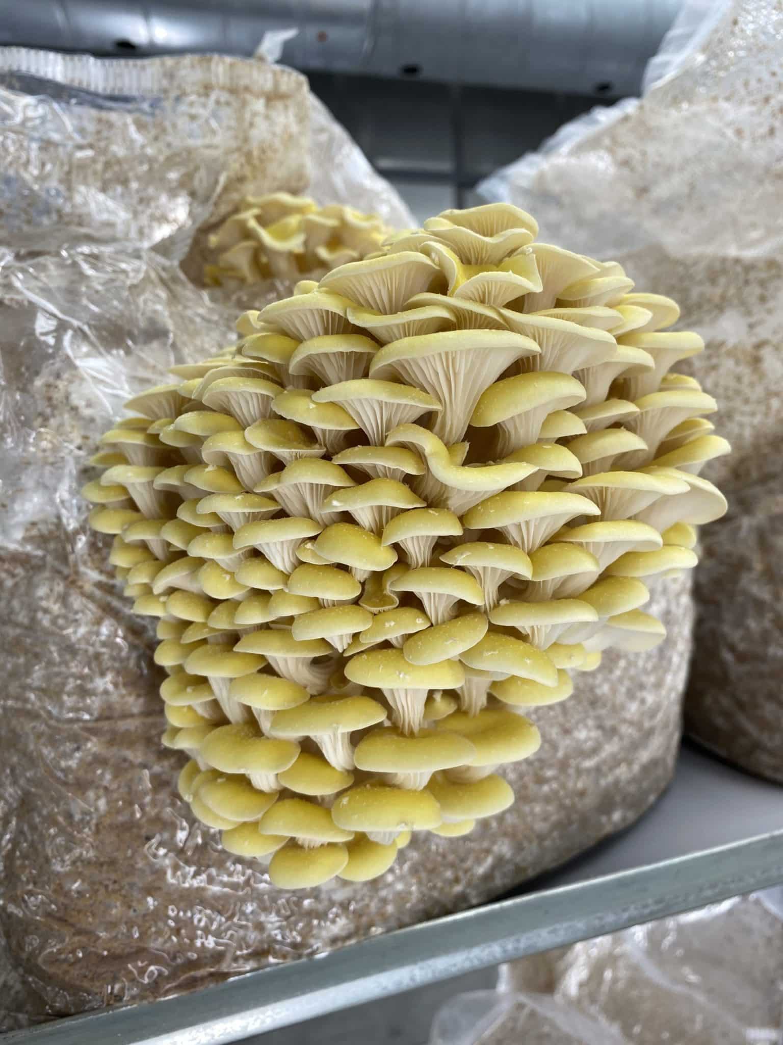 M2502 Pleurotus citrinopileatus - Spawn - 5L bag