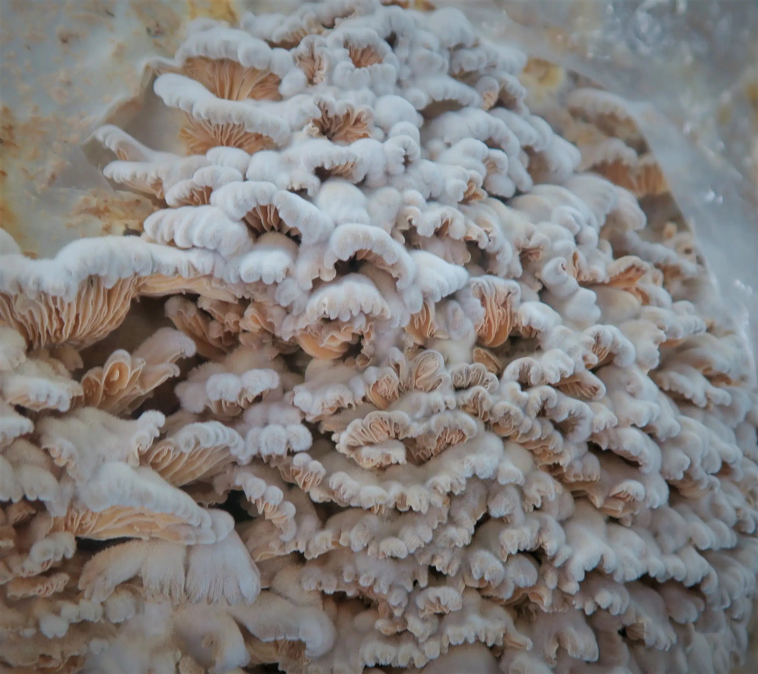M9994 Schizophyllum commune - Spawn - 5L