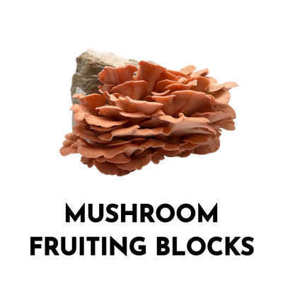 Mushroom Fruiting Blocks