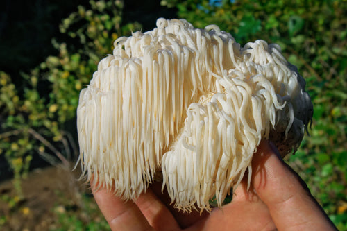 Lion’s Mane Mushrooms: Health Benefits, Side Effects & More