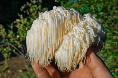 Lion's Mane Mushrooms: Nutrition, Benefits & How to Use Them