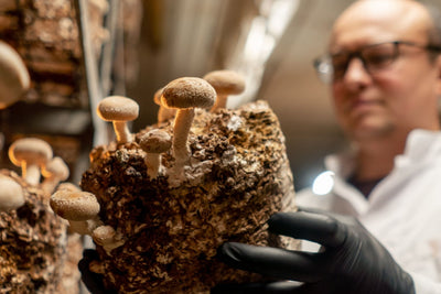 How to Grow Shiitake Mushrooms