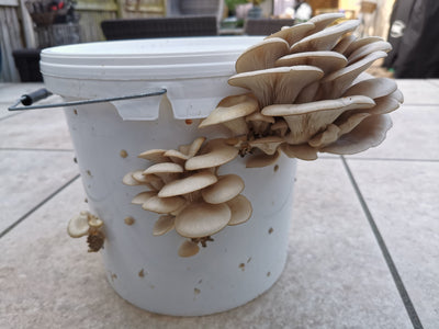 How to Grow Mushrooms in Buckets