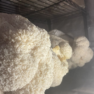 5 reasons you should take lion’s mane mushrooms