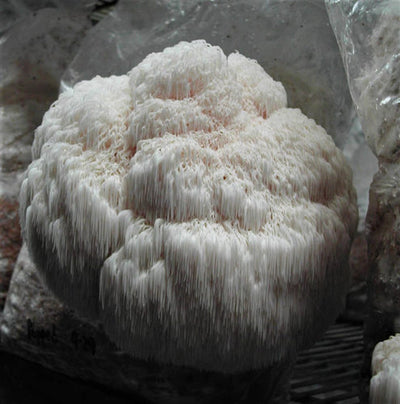 How to Grow Lion's Mane Mushrooms