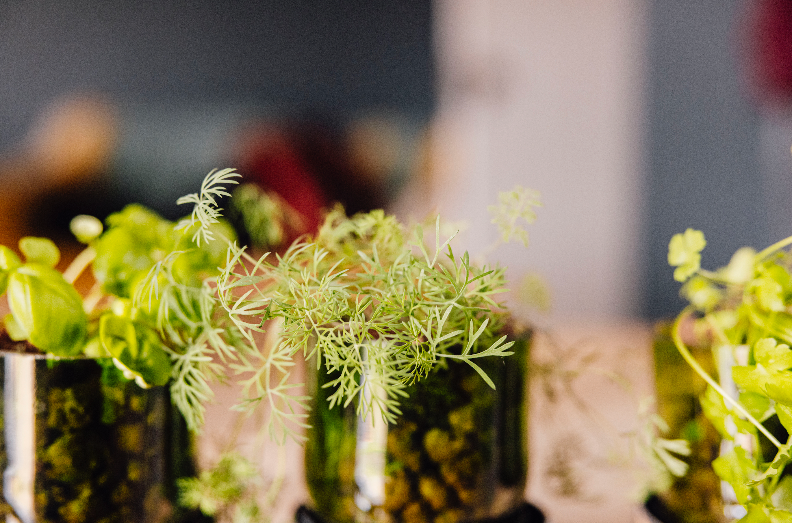 Bottle Botanics