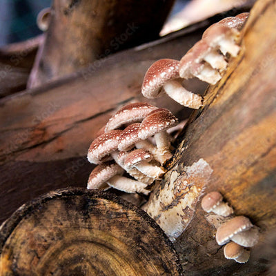 How shiitake mushrooms can boost your immune system