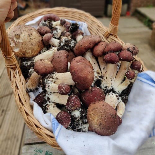 How To Grow Wine Cap Mushrooms