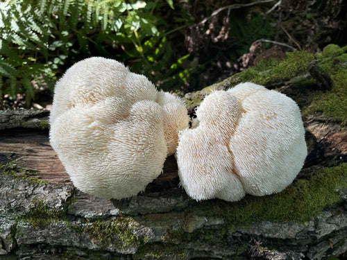 Dried vs Fresh Lion’s Mane