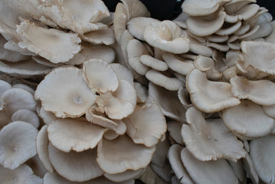 How To Grow Oyster Mushrooms