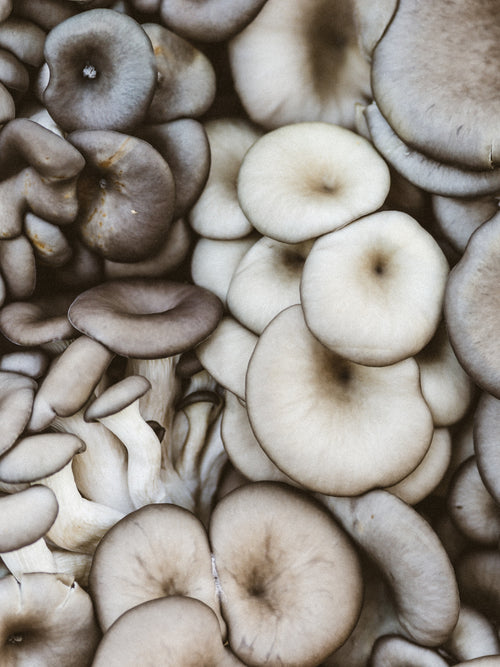 Guide to Oyster Mushrooms