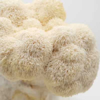 The gut health benefits of lion's mane mushrooms (and more!)