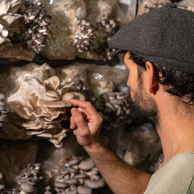 Common mistakes in mushroom cultivation & how to avoid them