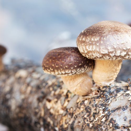 mushrooms on log