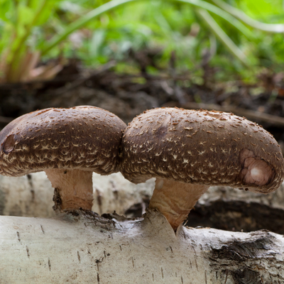 Top ways to grow your own mushrooms