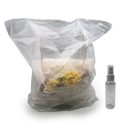 mushroom kit