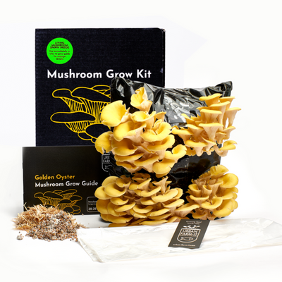 Yellow-Gold Oyster Mushroom Growing Kit