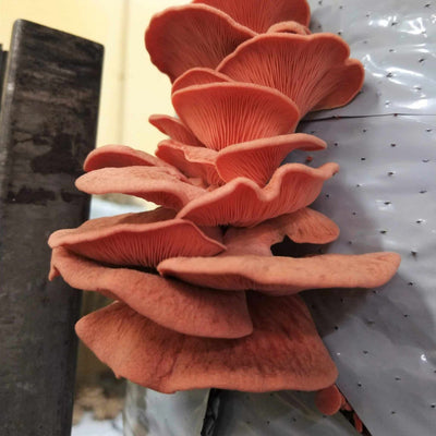 Pink Oyster Mushroom Fruiting Block