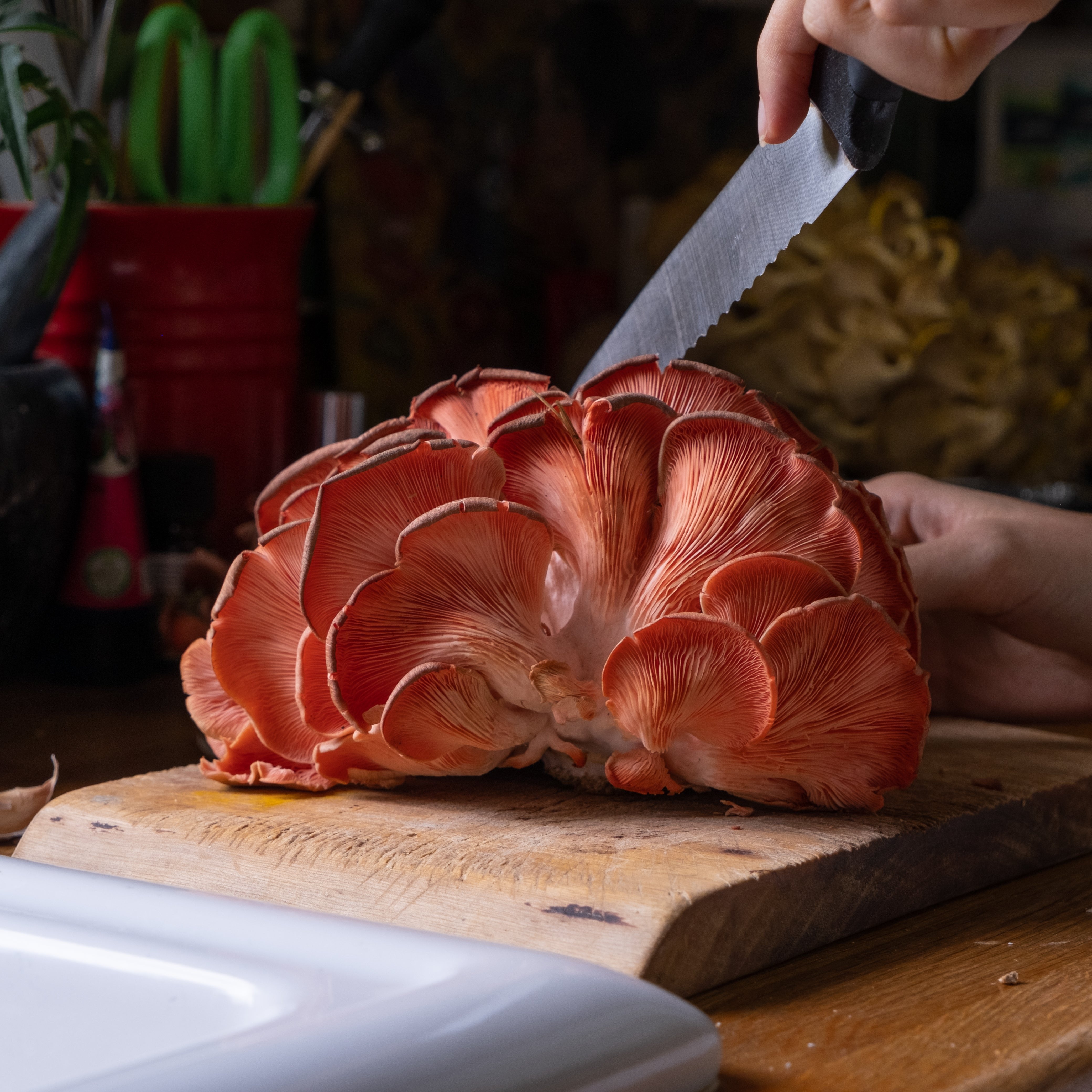 Oyster Mushroom Grow Kit Full Set