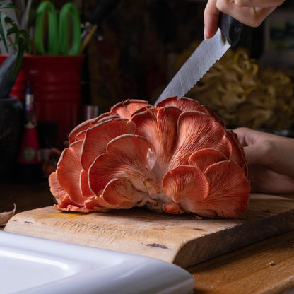 Oyster Mushroom Grow Kit Full Set