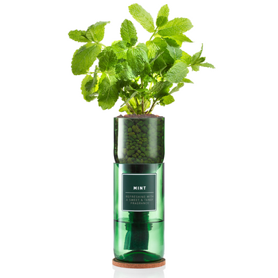 Hydro-Herb Mint Kit
