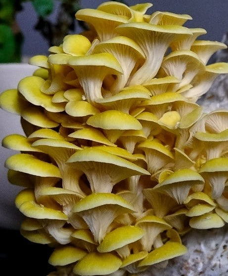 Mushroom Foraging & Cultivation Webinar