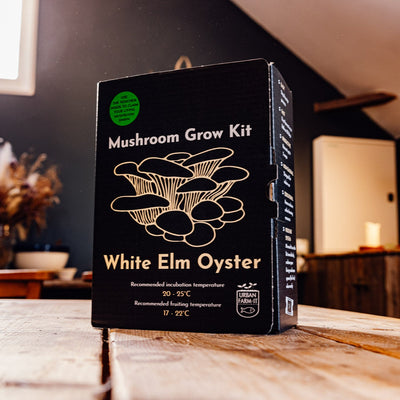 White Elm Oyster Mushroom Growing Kit