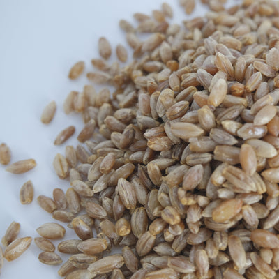 Sterile Rye Grain