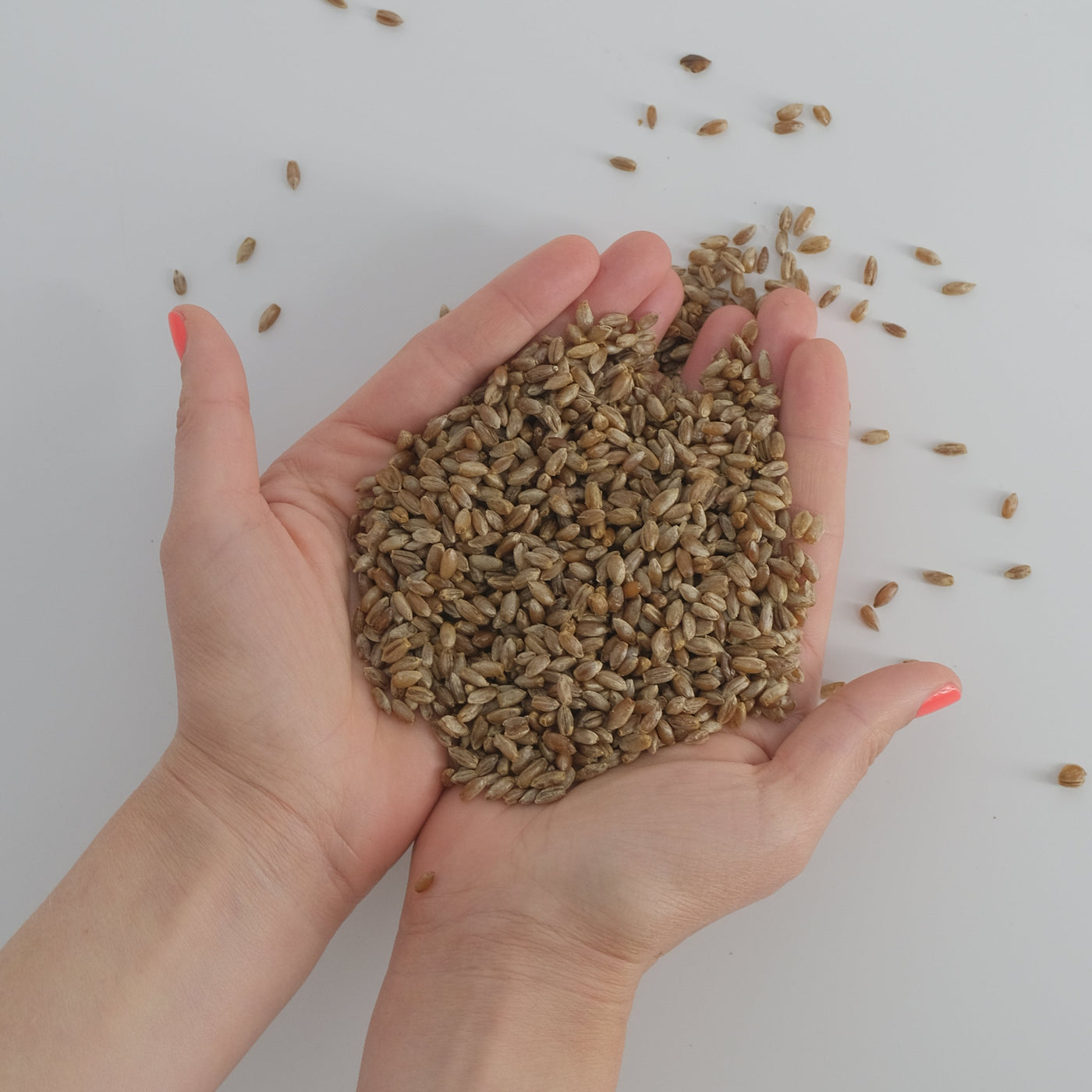 Sterile Rye Grain