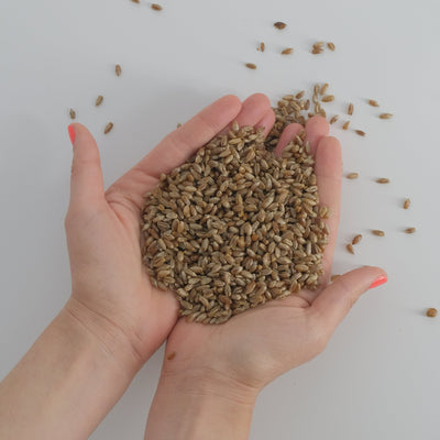 Sterile Rye Grain