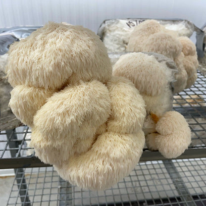 Fruiting Block - Large Pallet